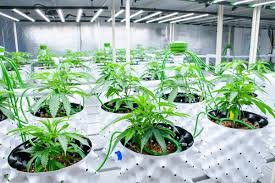 Proyecto HortiBloom - Sistema de iluminación LED